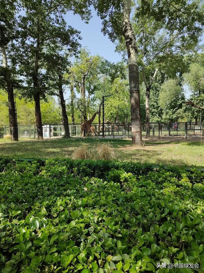 对野生动物最好的保护m6米乐不随意投喂是(图1)