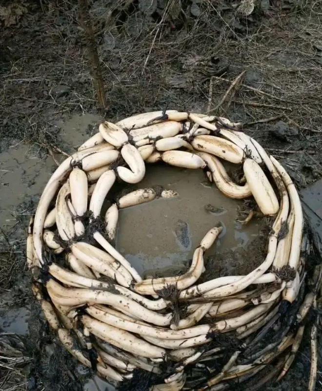 年就能收获很多藕最适合农村小院种植！米乐m6登录入口种在水缸里的荷花2