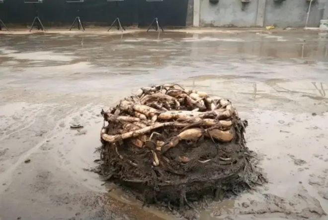 年就能收获很多藕最适合农村小院种植！米乐m6登录入口种在水缸里的荷花2(图5)