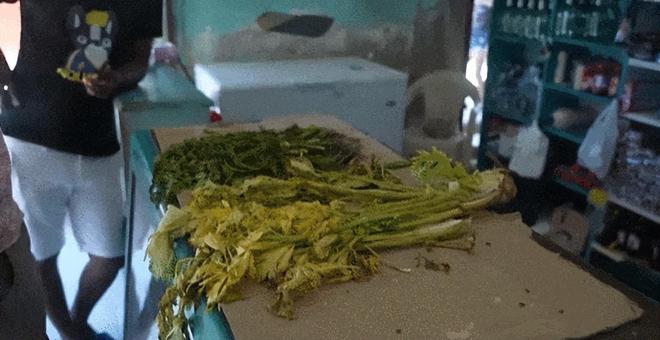 ”大海中央没警察没法律平均寿命85岁米乐m6登录入口1200人一生“蜗居(图20)